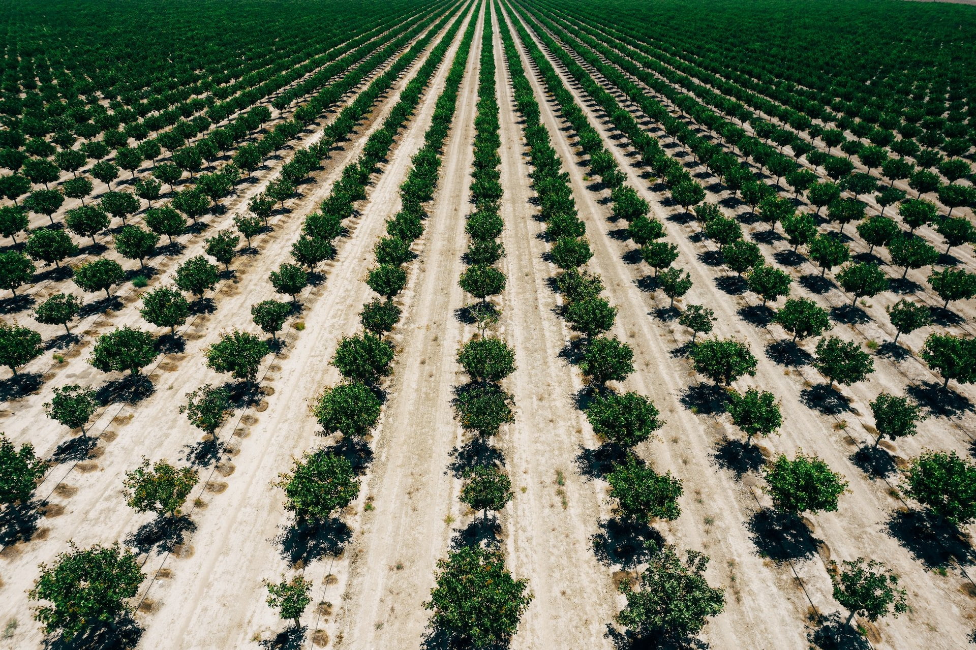 Depicts trees lined up in rows on a citrus farm in California. Used as a cover image for an article providing an overview of FarmTogether, a farmland investing platform.