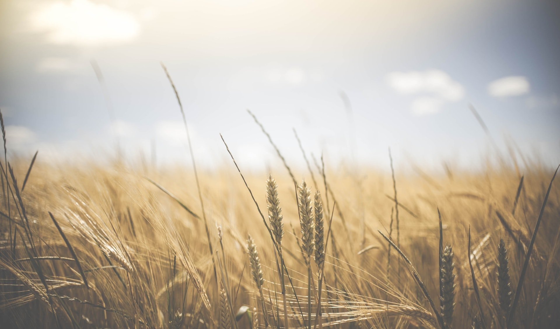 Depicts stalks of grown wheat on a sunny afternoon. Used to represent the farmland alternative asset class as an alternative investment.