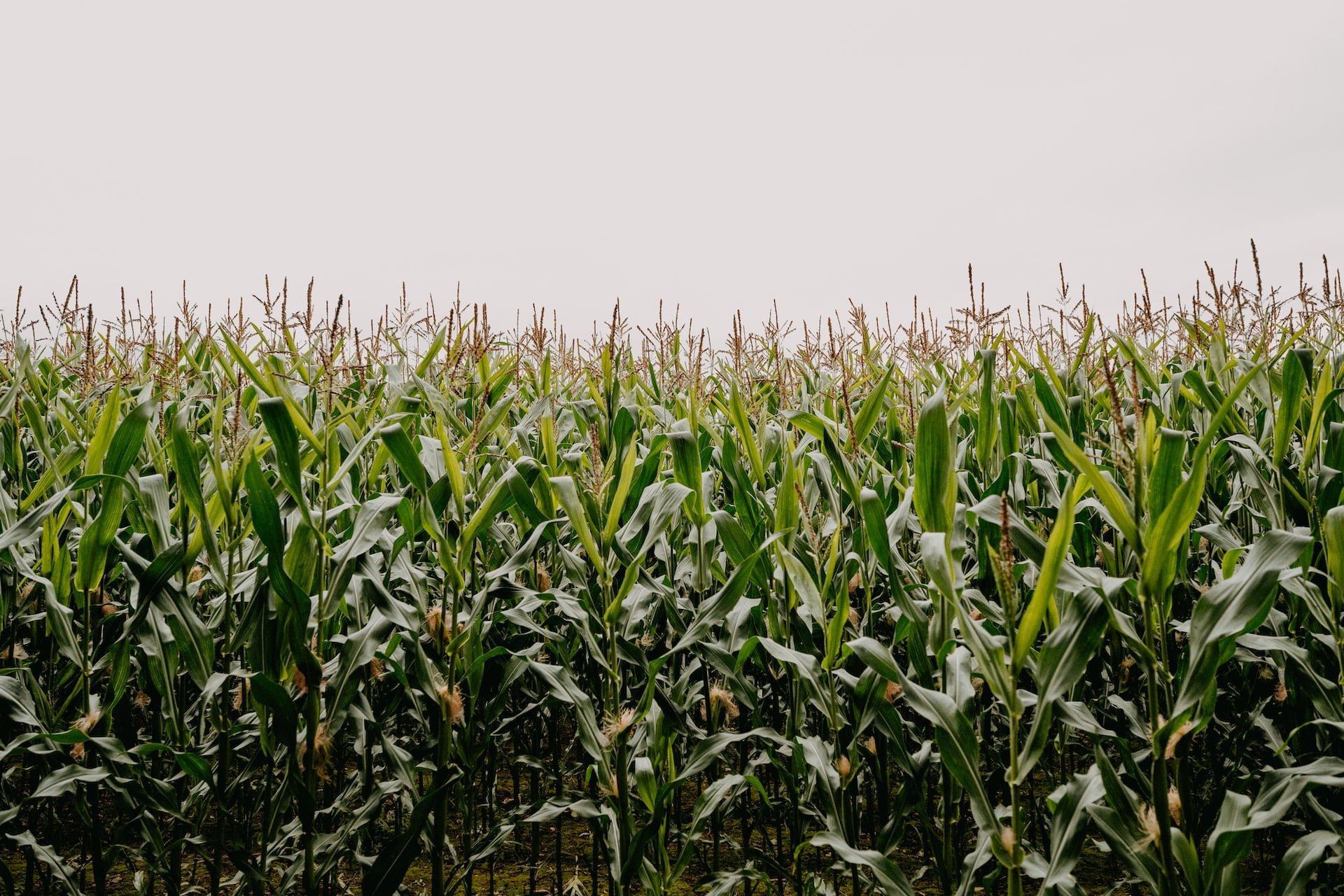 Depicts a field of corn. Used as a cover image in an overview article of AcreTrader, the farmland investment platform.
