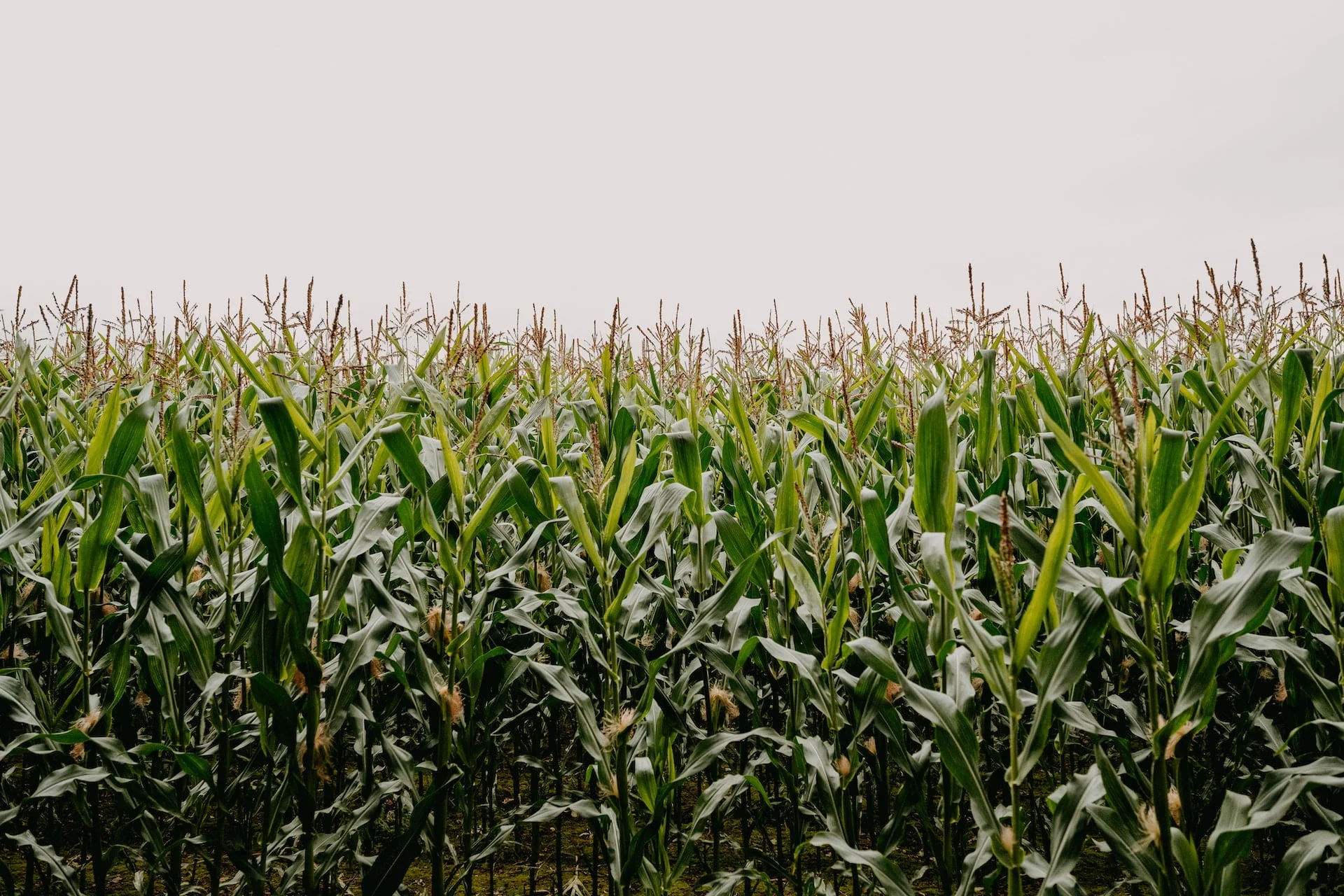 Depicts a field of corn. Used as a cover image in an overview article of AcreTrader, the farmland investment platform.